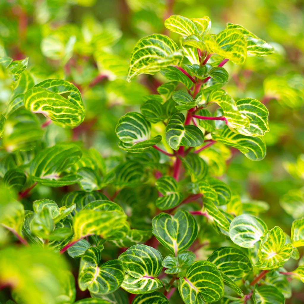 Iresine herbstii - Planta hoja de sangre