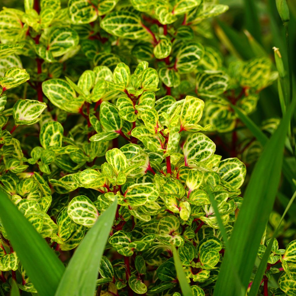 Iresine herbstii - Planta hoja de sangre