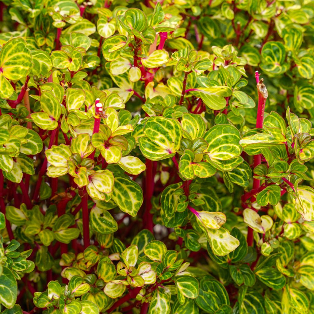 Iresine herbstii - Planta hoja de sangre