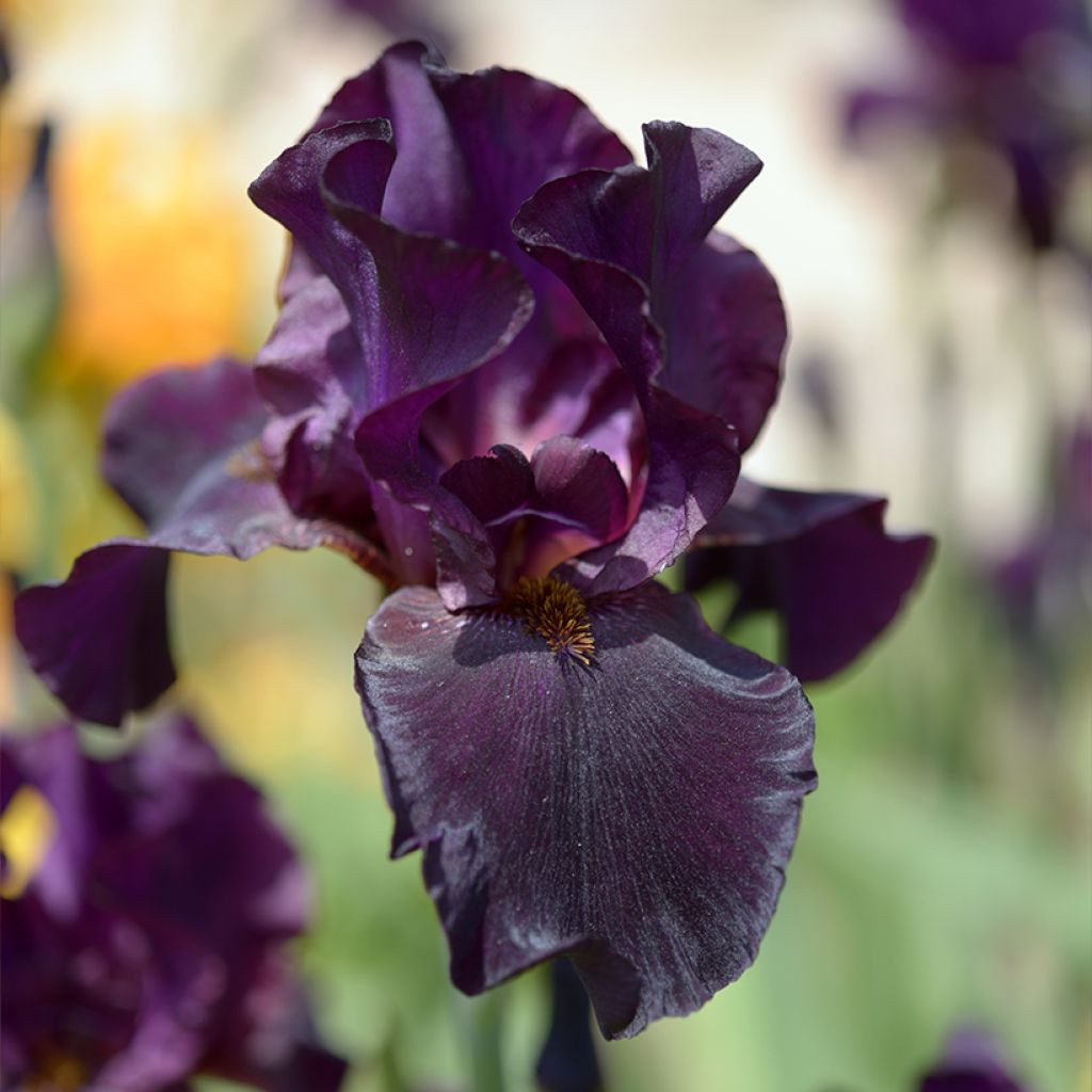 Iris germanica Old Black Magic