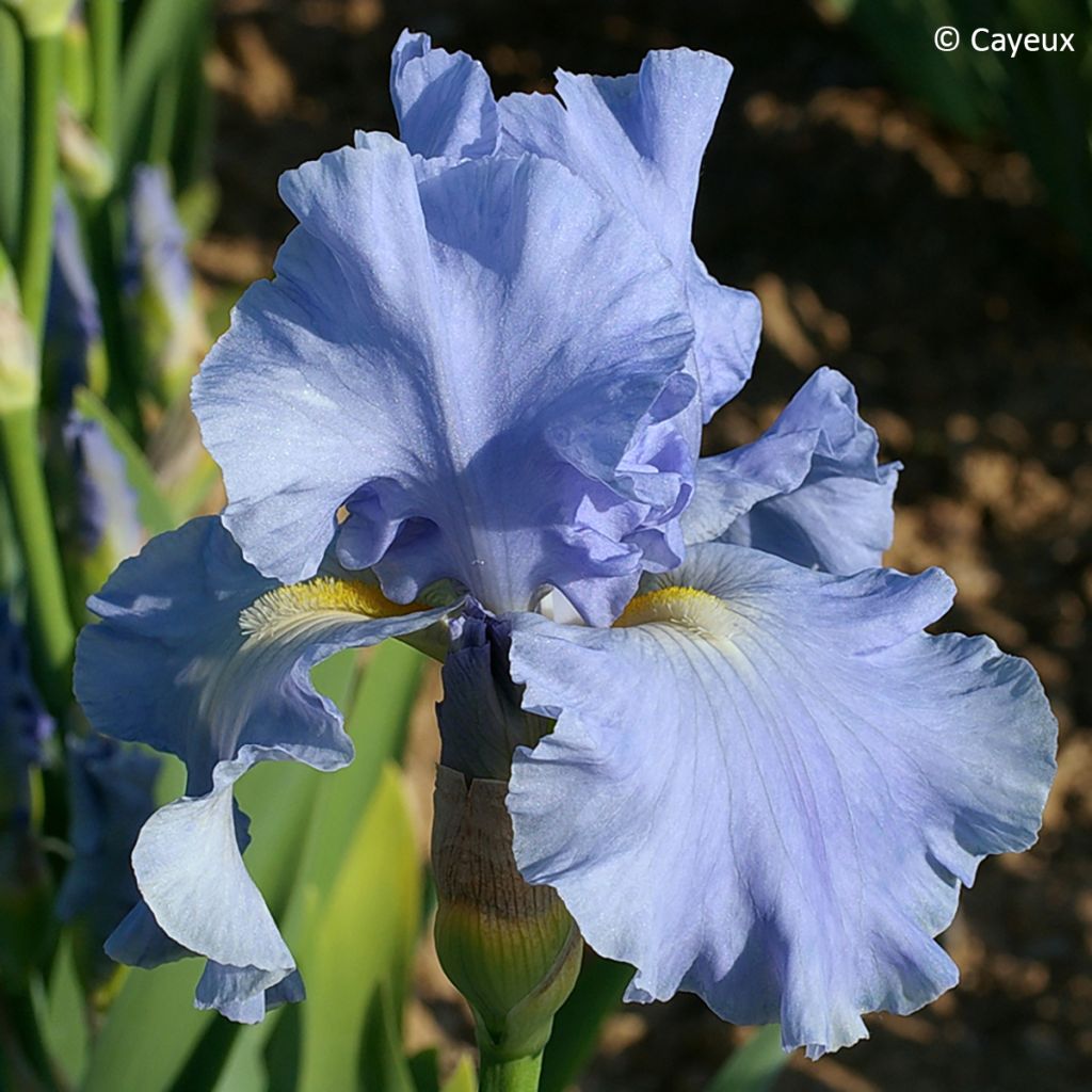 Iris germanica Aigue Marine - Lirio azul