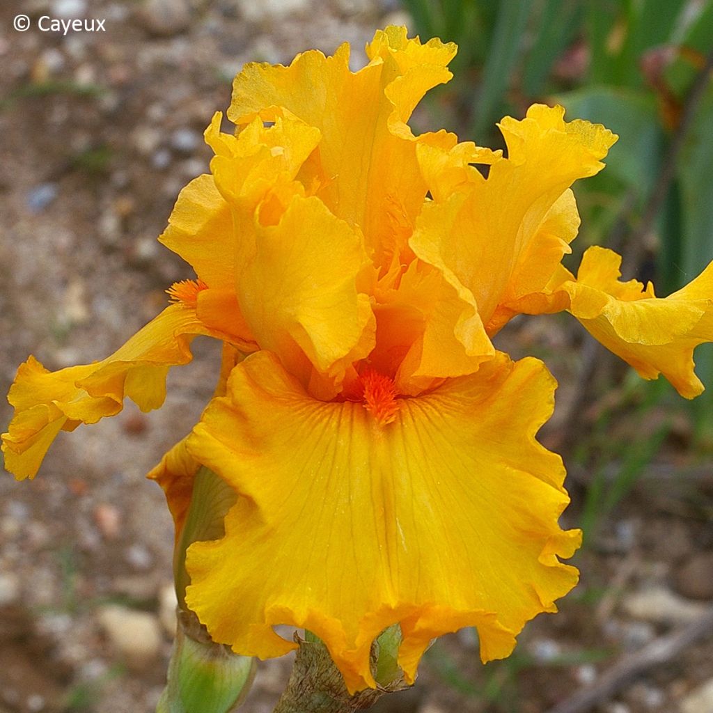 Iris germanica Air d'Été - Lirio azul