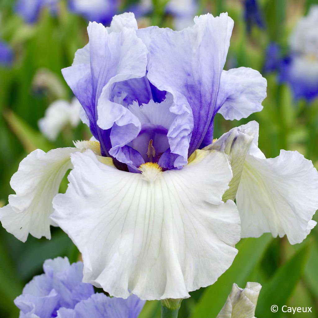 Iris germanica Alpenview - Lirio azul