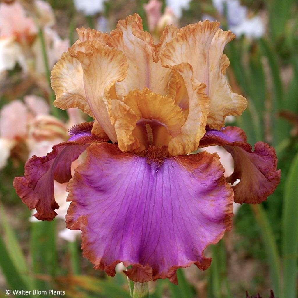 Iris germanica Au Sommet - Lirio azul