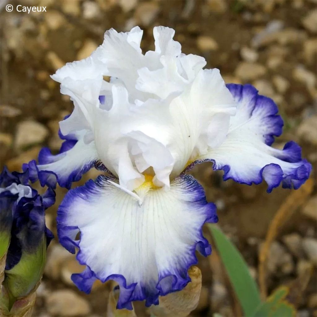 Iris germanica Cartouche - Lirio de jardín