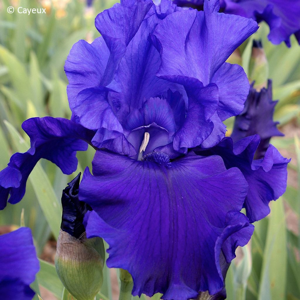 Iris germanica Devil's Lake - Lirio azul