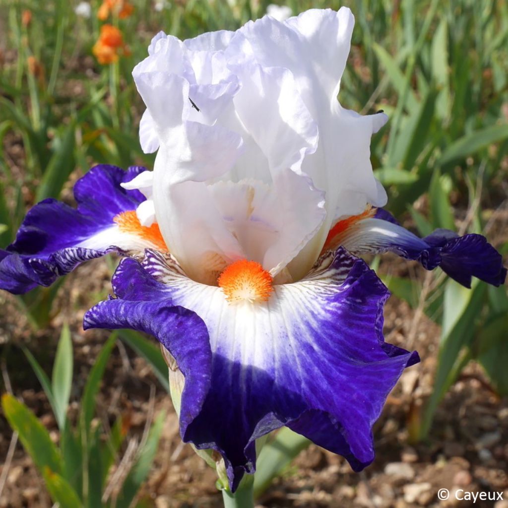 Iris germanica Écharpe Bleue - Lirio azul