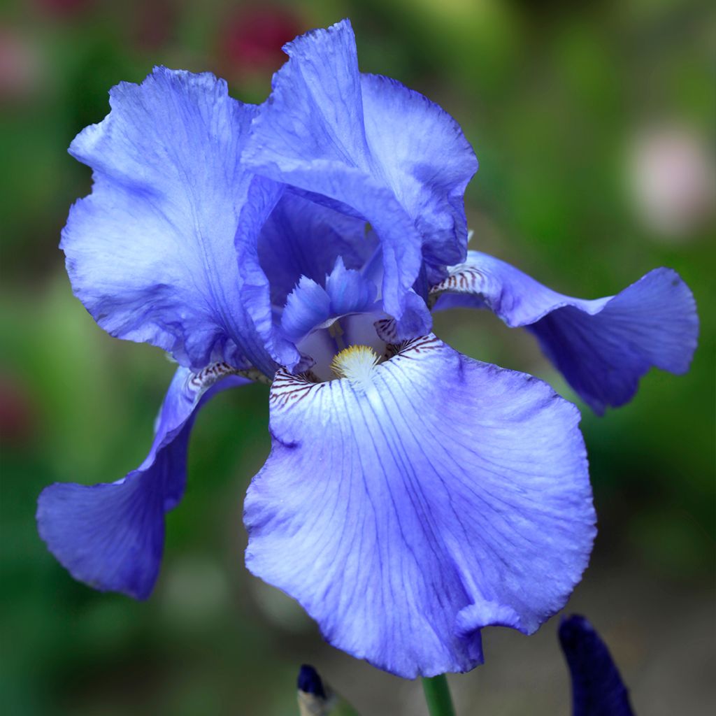 Iris germanica Heure Bleue - Lirio azul