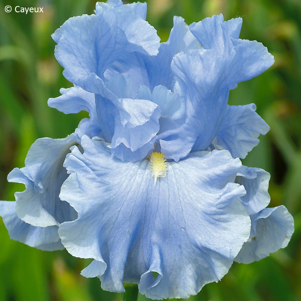 Iris germanica Into the Blue - Lirio azul