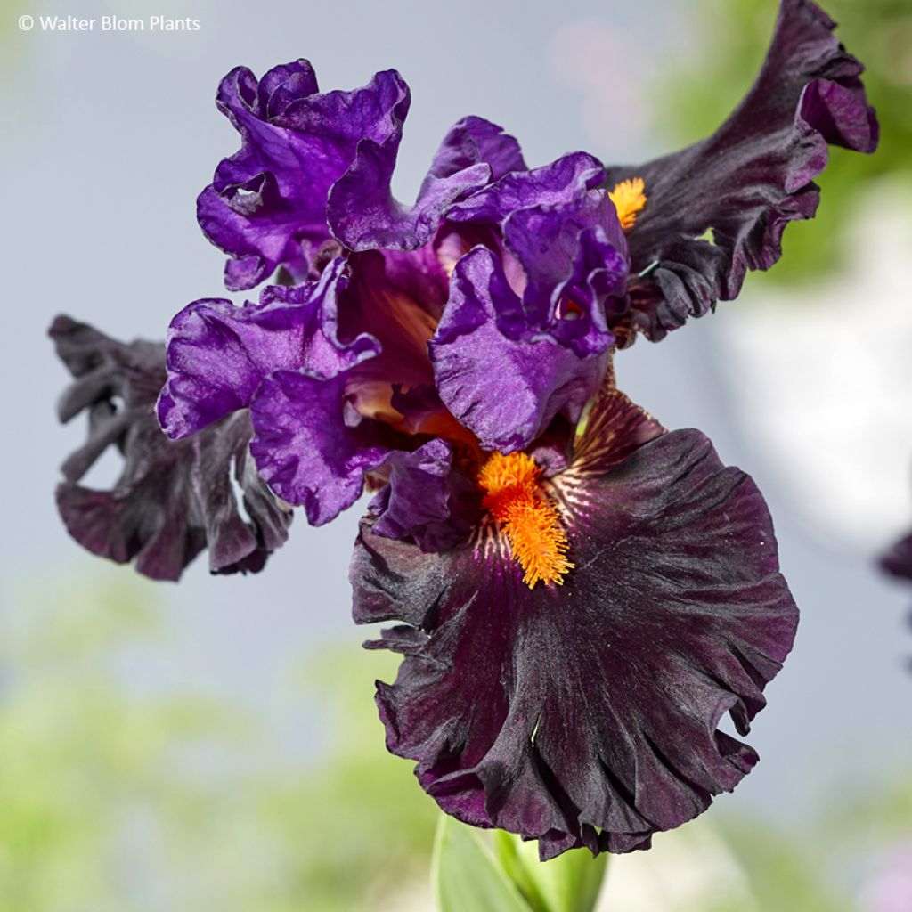 Iris germanica Sharp Dressed Man - Lirio azul