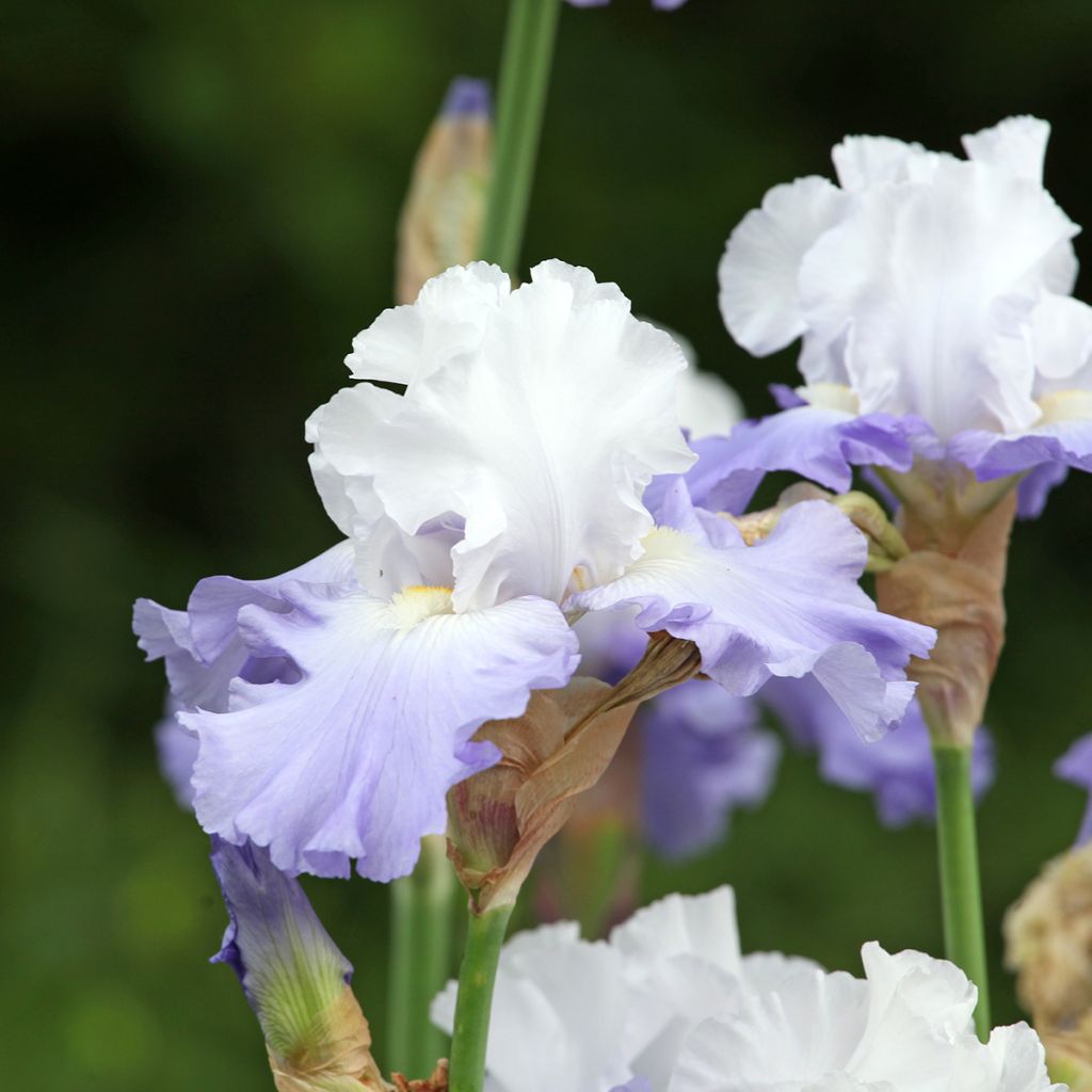 Iris germanica Skylark's Song - Lirio azul