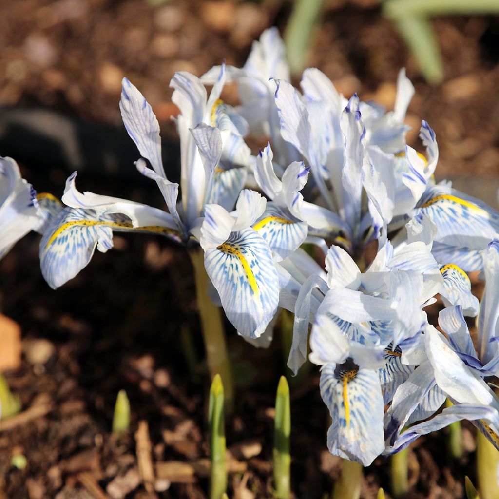 Iris reticulata Polar Ice - Lirio