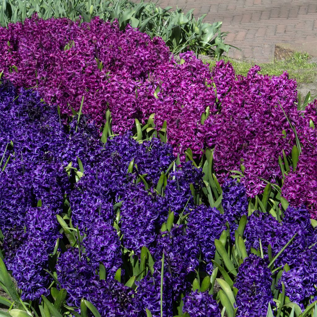 Jacinto Purple Sensation - Jacinto fragante