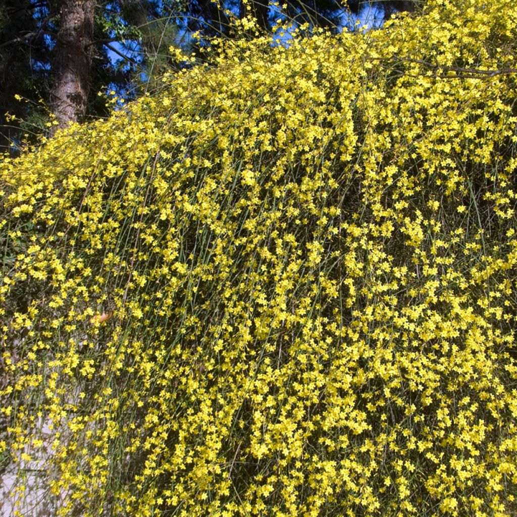 Jazmín amarillo - Jasminum nudiflorum