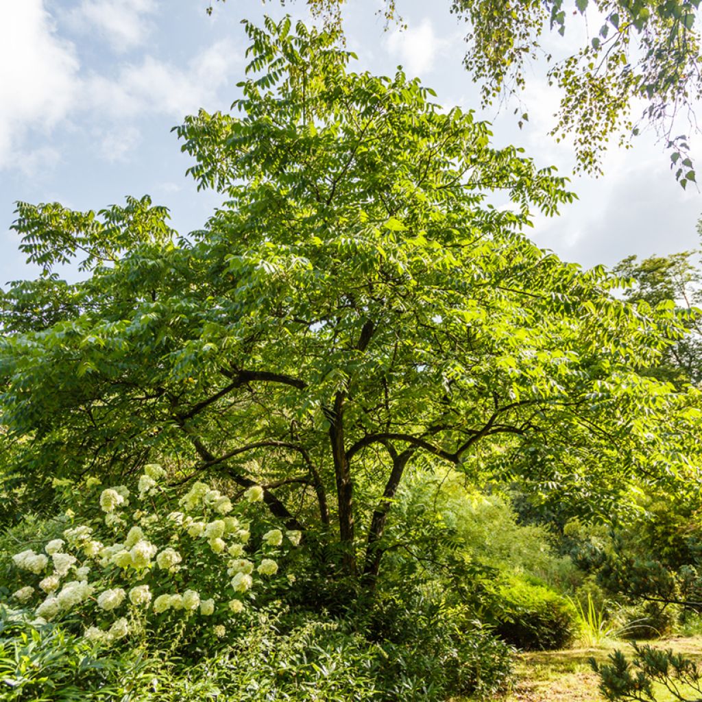Noyer cendré - Juglans cinerea