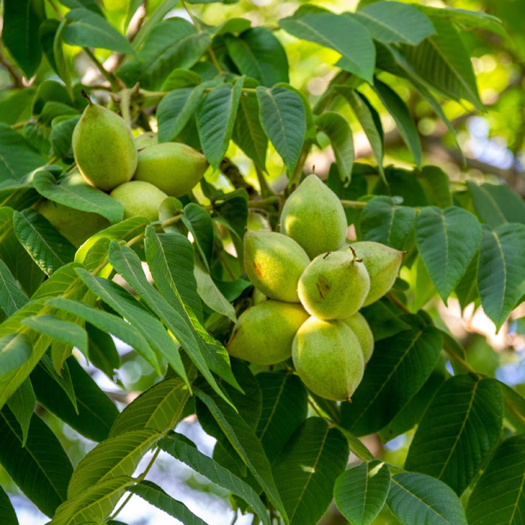 Noyer cendré - Juglans cinerea