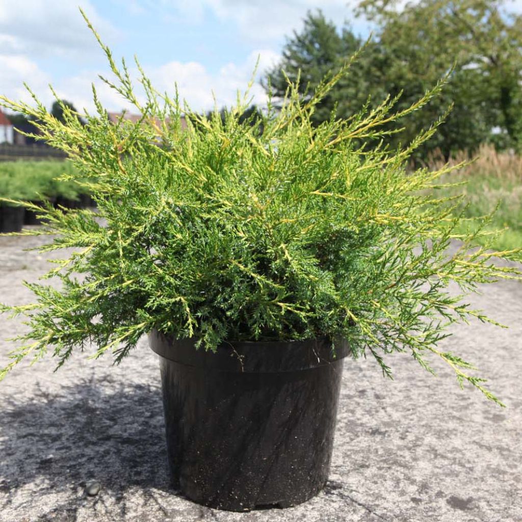 Juniperus chinensis Kuriwao Gold - Genévrier hybride