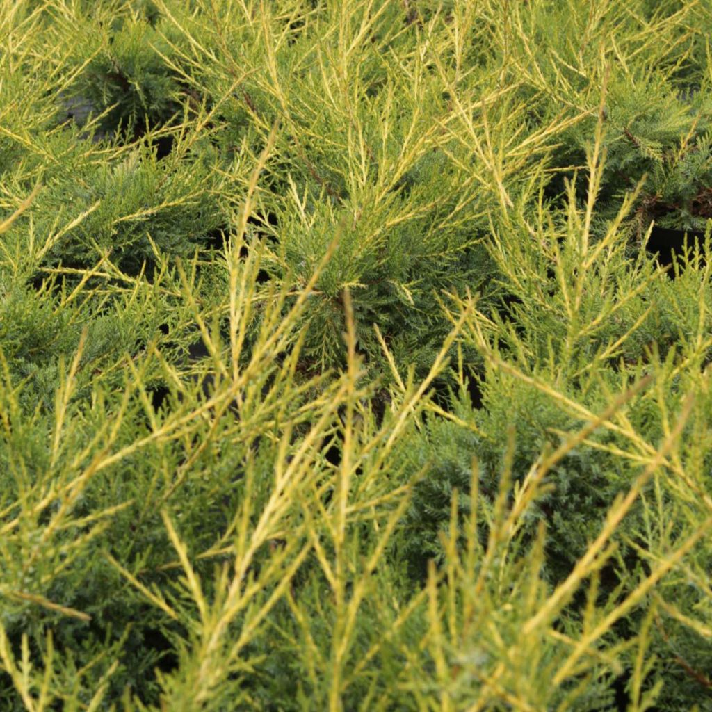 Juniperus chinensis Kuriwao Gold - Genévrier hybride