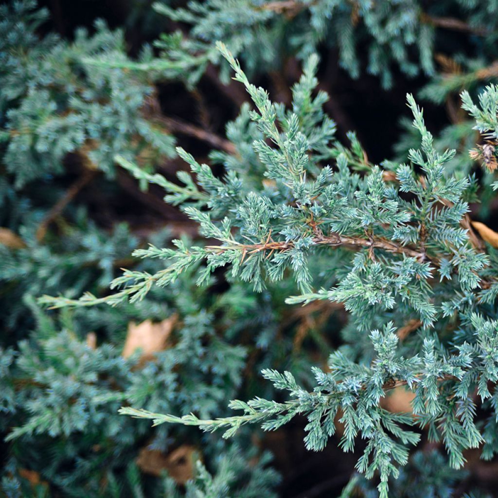 Juniperus squamata Blue Carpet - Enebro escamoso