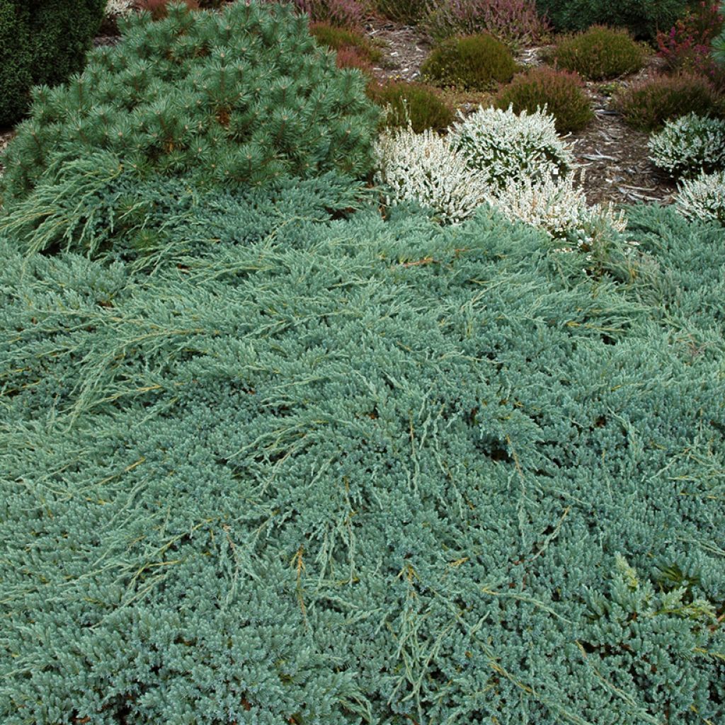 Juniperus squamata Blue Carpet - Enebro escamoso