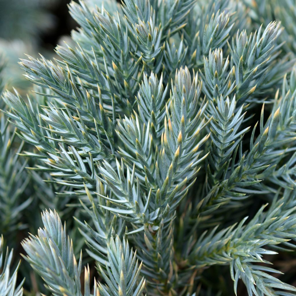 Juniperus squamata Blue Star - Enebro escamoso
