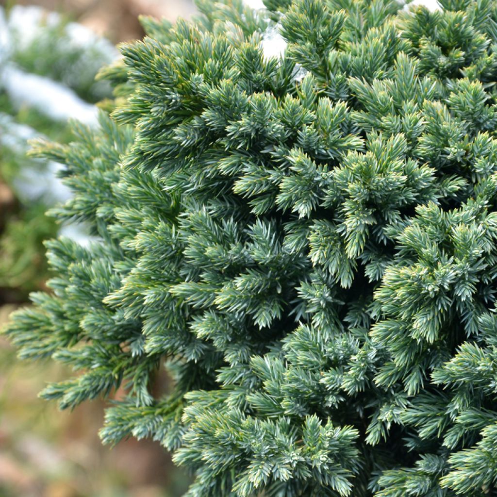 Juniperus squamata Blue Star - Enebro escamoso