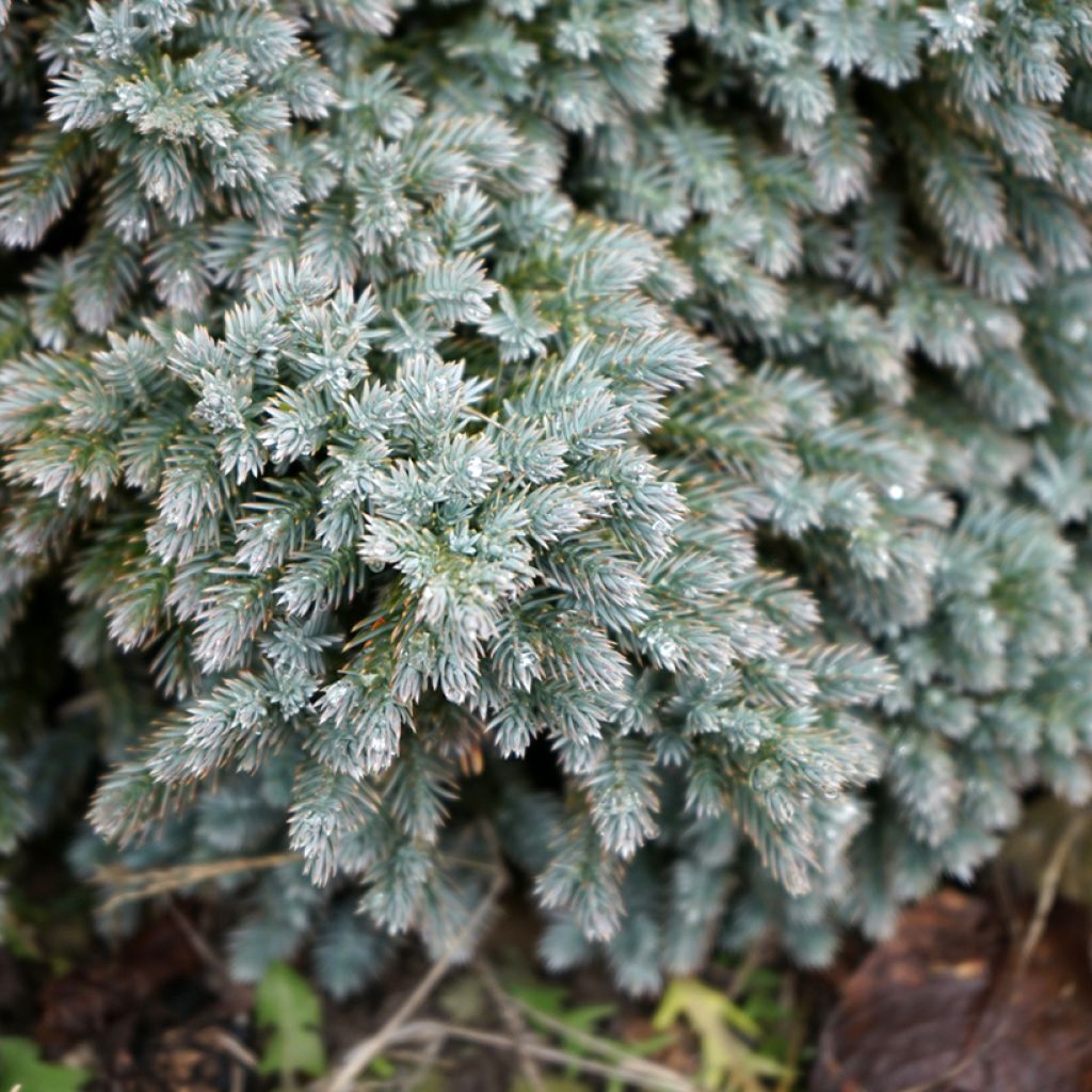 Juniperus squamata Blue Star - Enebro escamoso