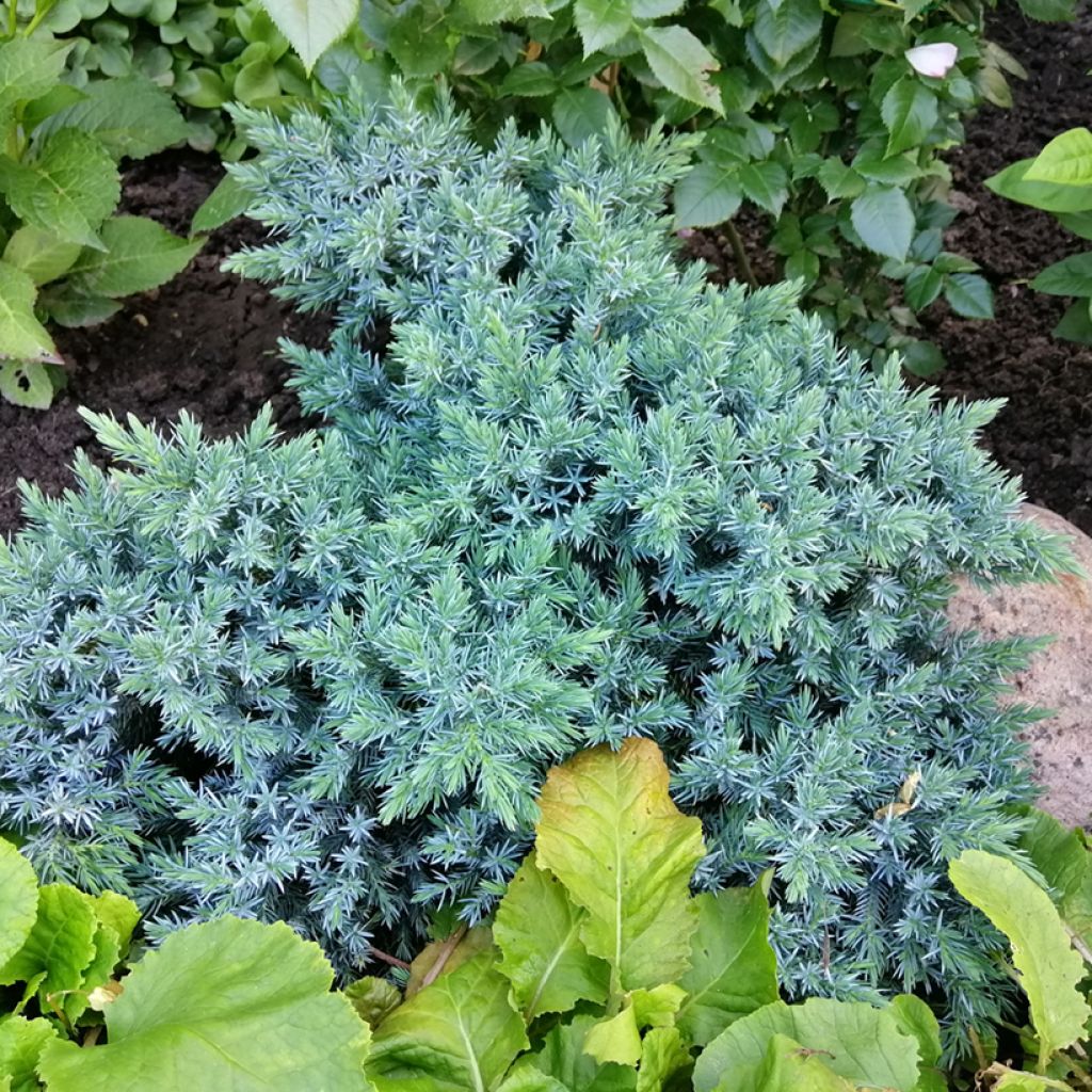 Juniperus squamata Blue Star - Enebro escamoso
