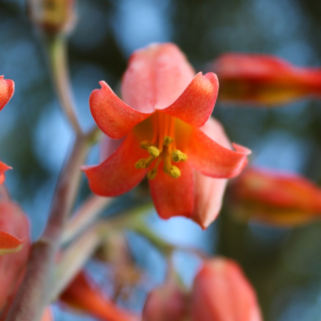 Kalanchoe thyrsiflora - Kalanchoé à thyrses