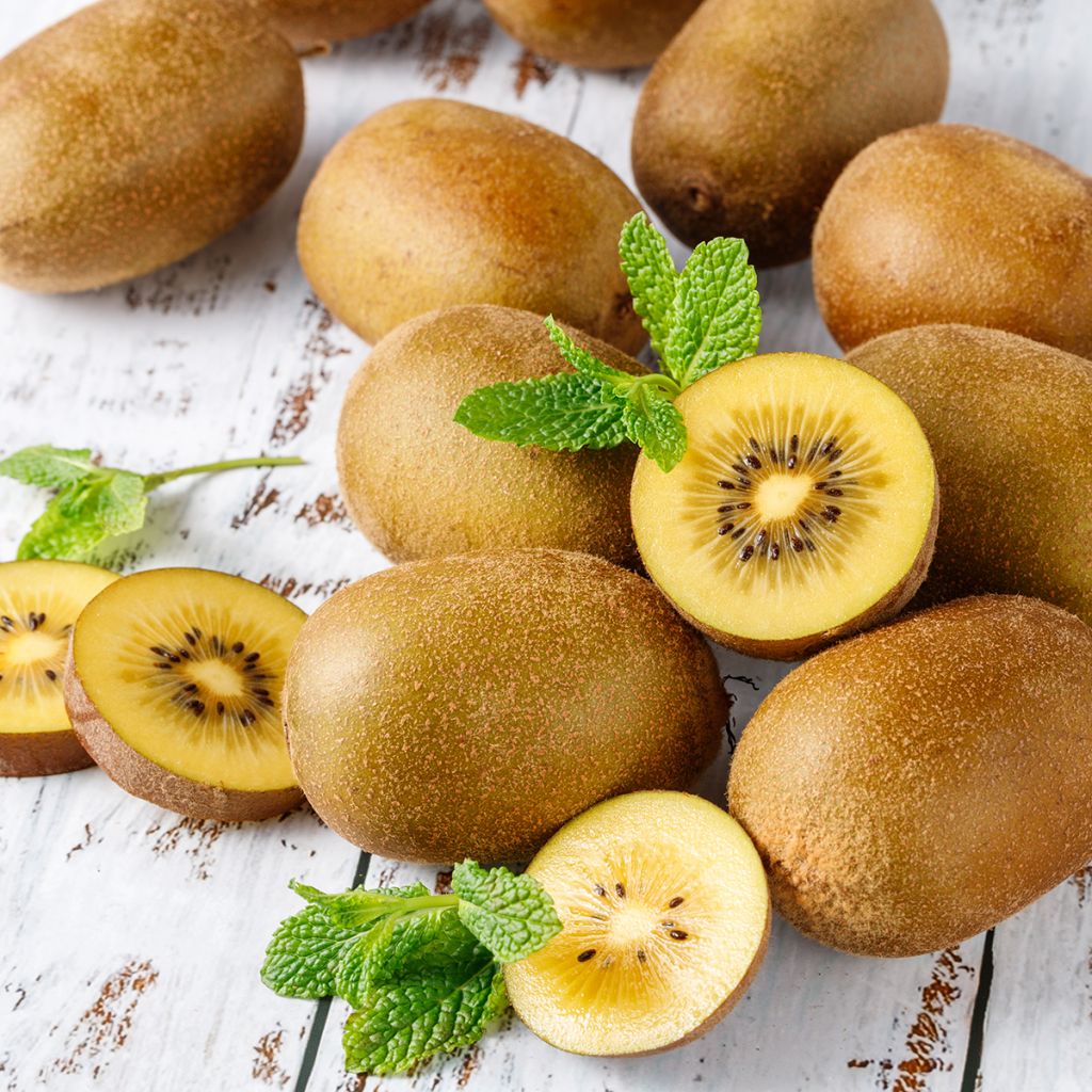 Kiwi Morning Star (Hembra) - Actinidia deliciosa