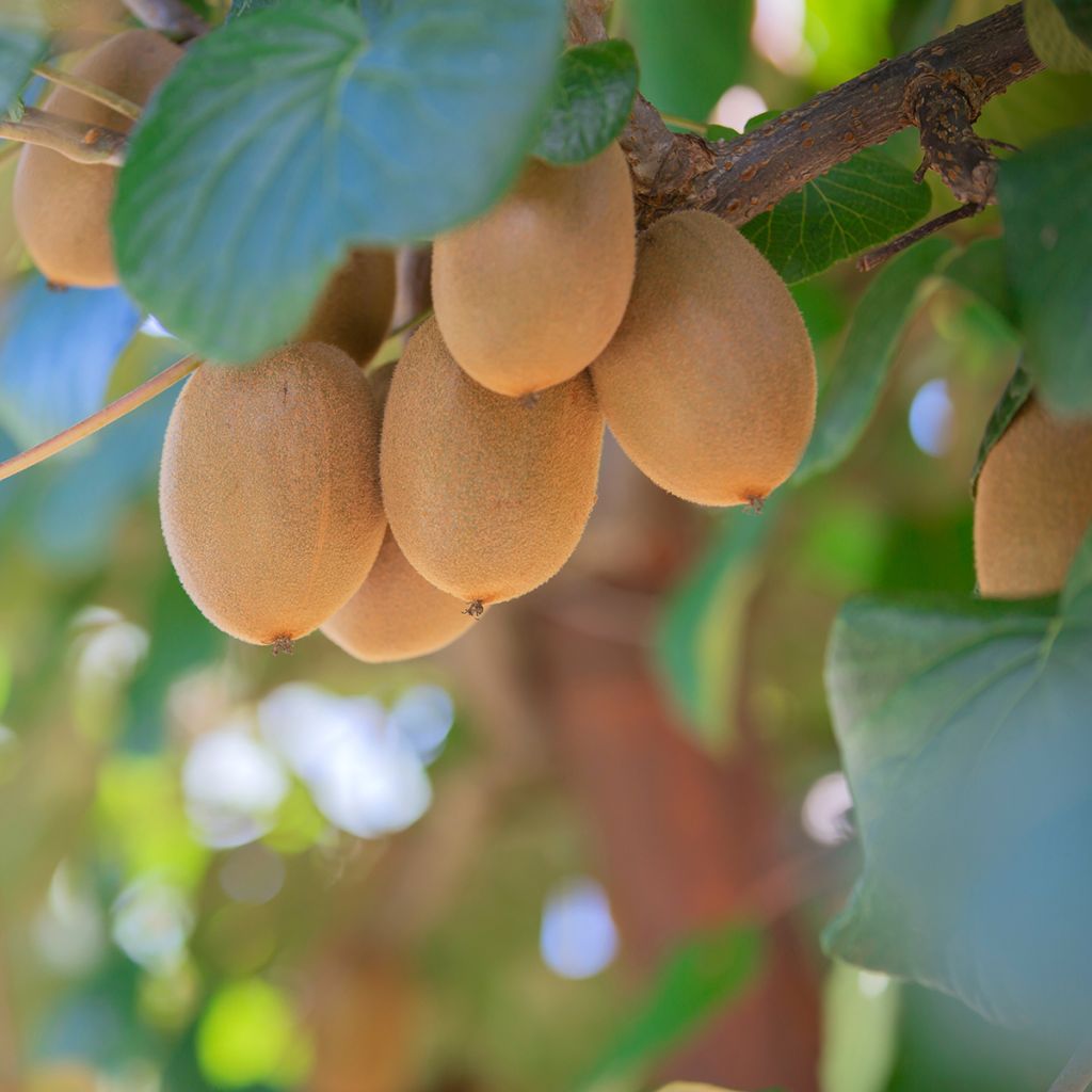 Kiwi Morning Star (Hembra) - Actinidia deliciosa