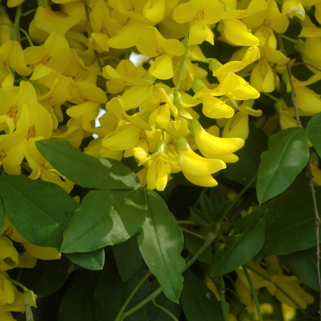 Laburnum watereri Vossii