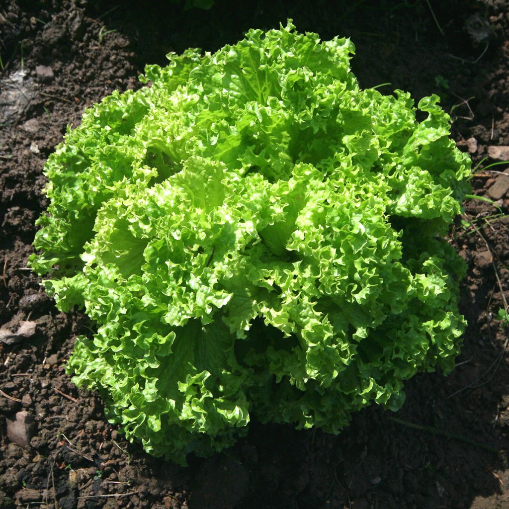 Lechugas Lollo Bionda