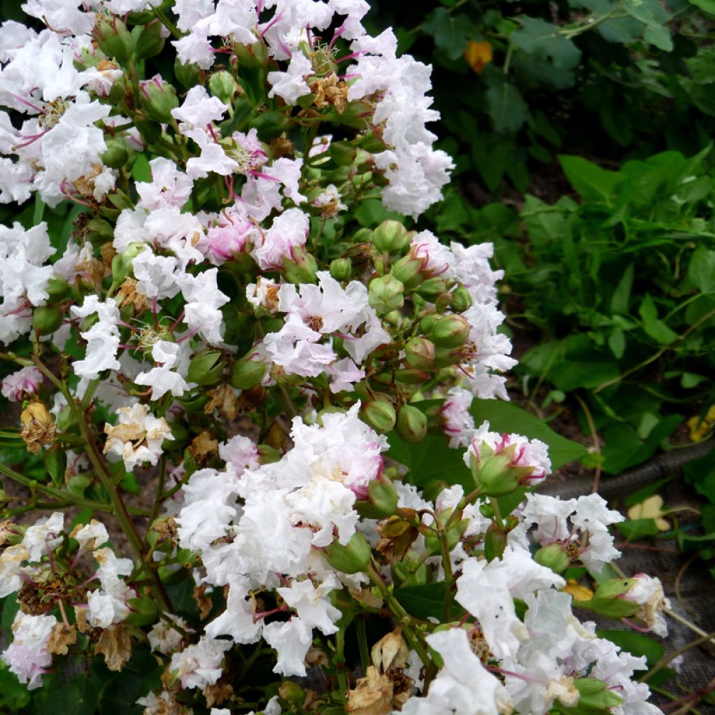 Árbol de Júpiter Petite Snow - Lagerstroemia indica