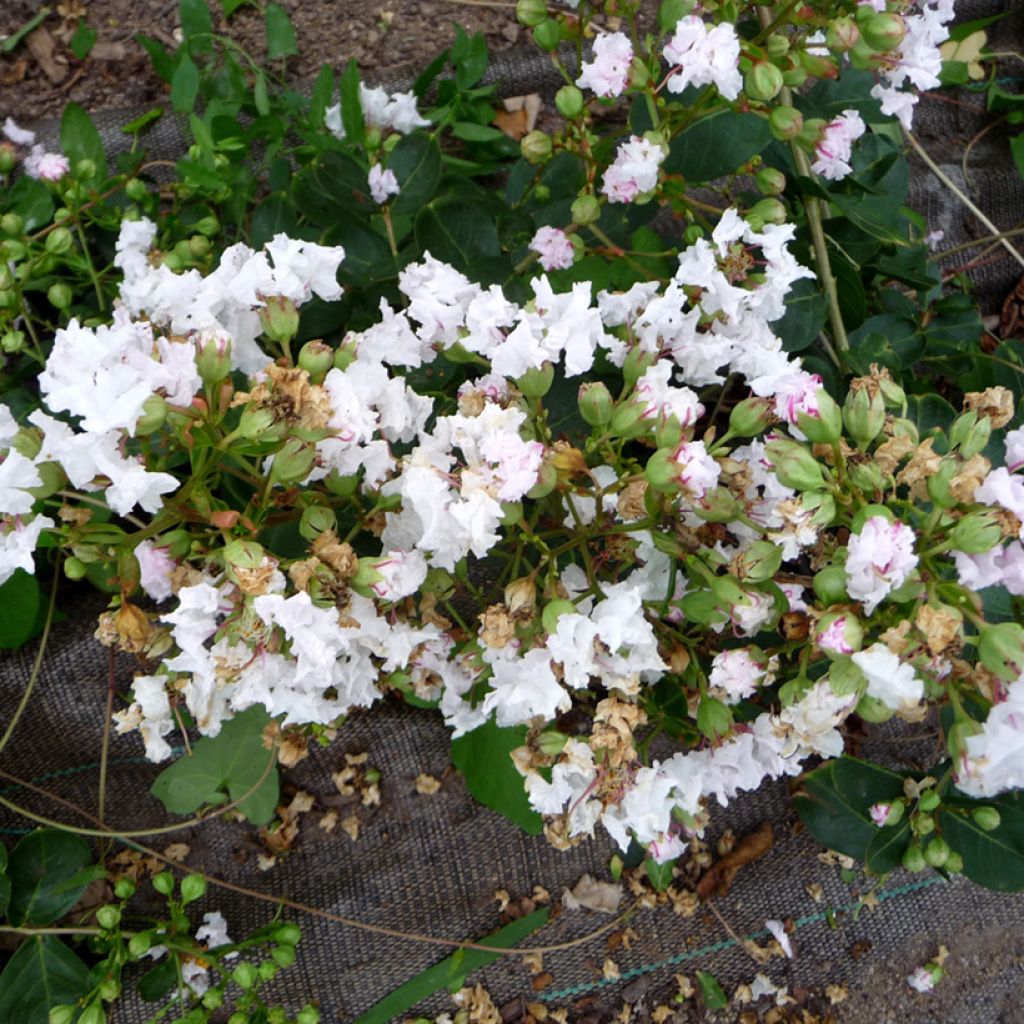 Árbol de Júpiter Petite Snow - Lagerstroemia indica