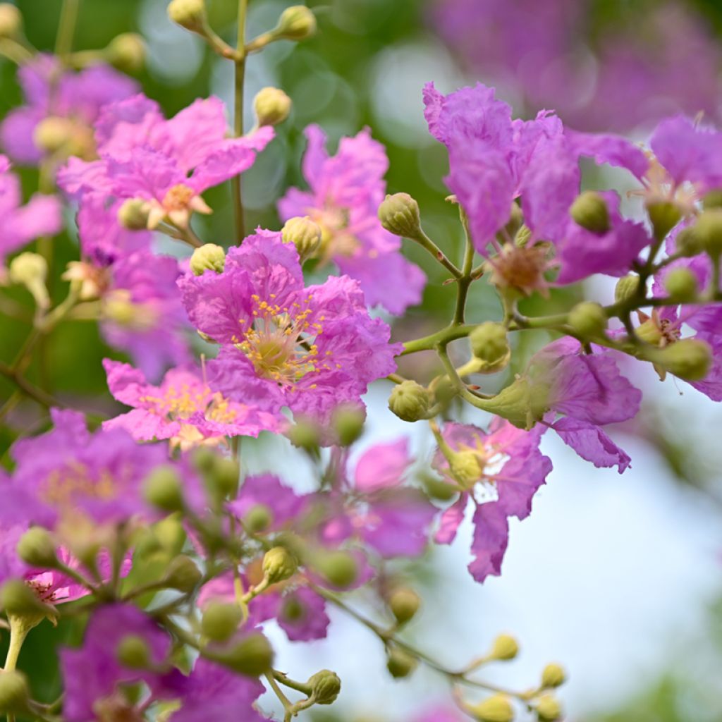 Árbol de Júpiter Violacea - Lagerstroemia indica