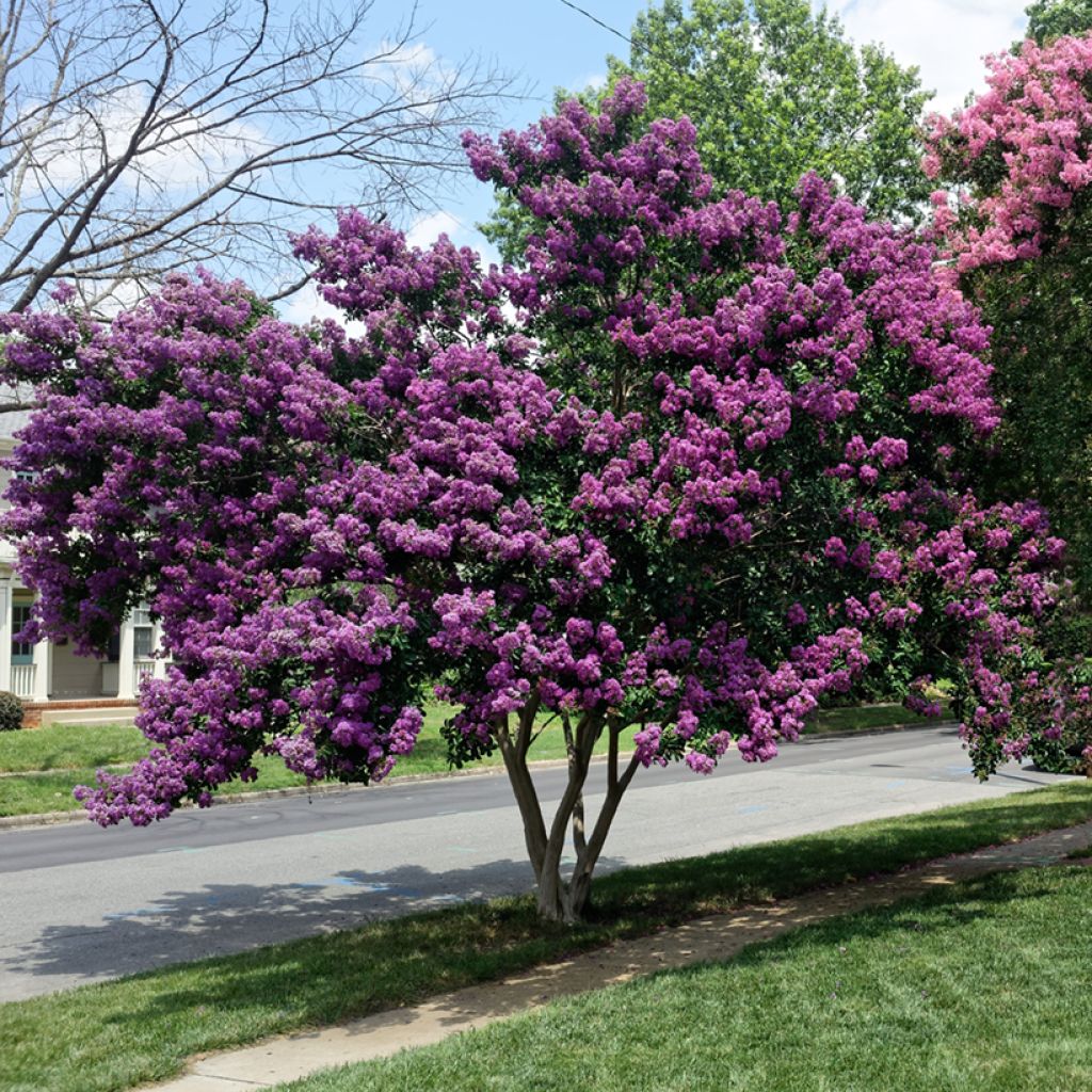 Árbol de Júpiter Violacea - Lagerstroemia indica