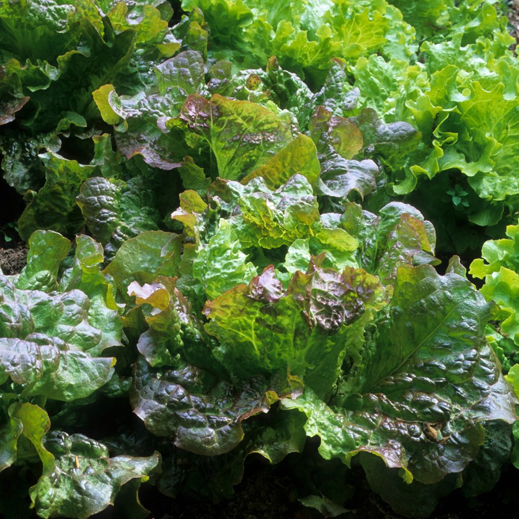 Lechuga Batavia Roja Grenobloise