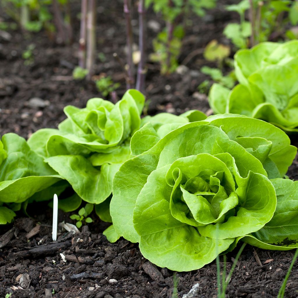 Lechuga Reine de Mai