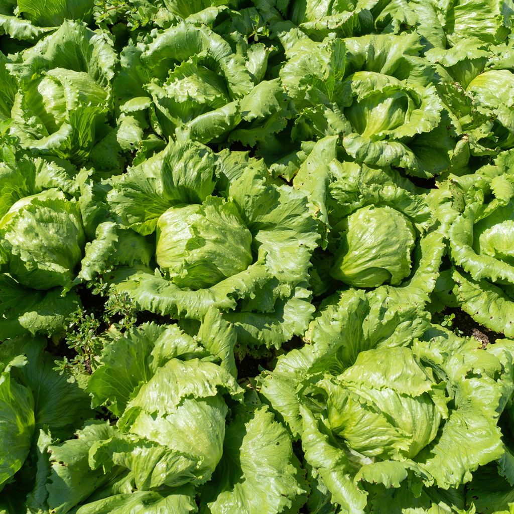 Lechuga Reine de Mai