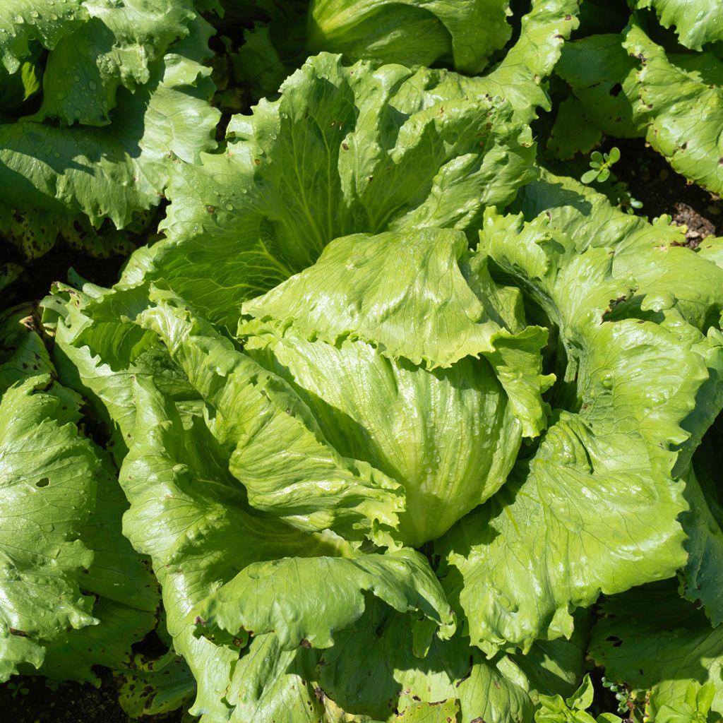 Lechuga Reine de Mai