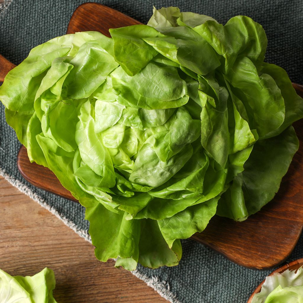 Lechuga du Bon Jardinier