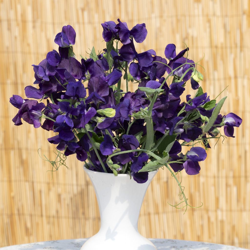 Guisante de olor King Size Navy Blue - Lathyrus odoratus