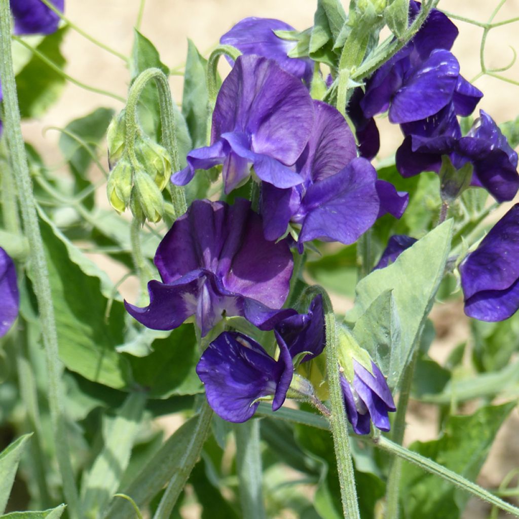 Guisante de olor Flagship - Lathyrus odoratus