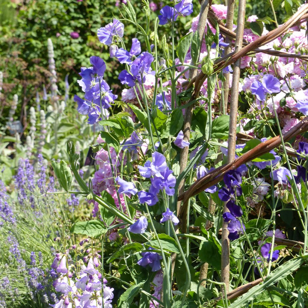 Guisante de olor Capri - Lathyrus odoratus