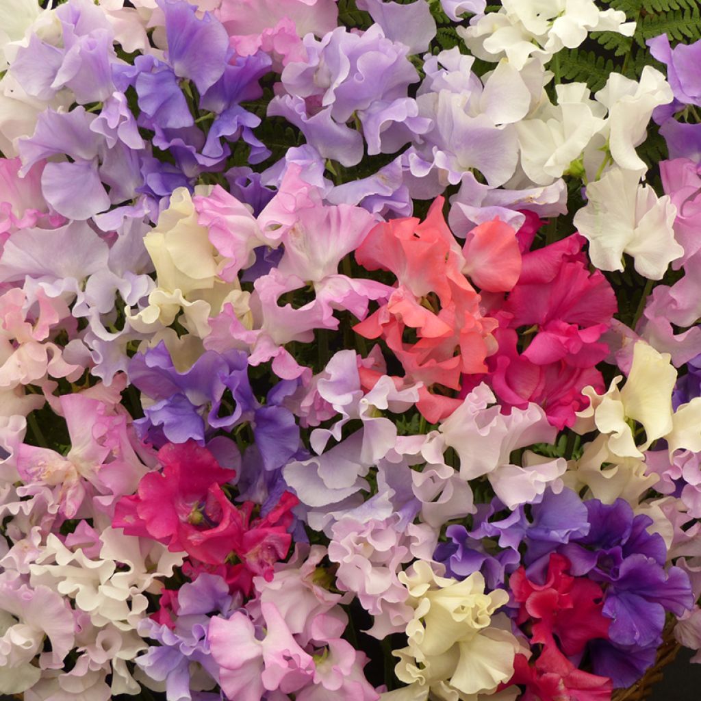Guisante de olor Fragrantissima - Lathyrus odoratus