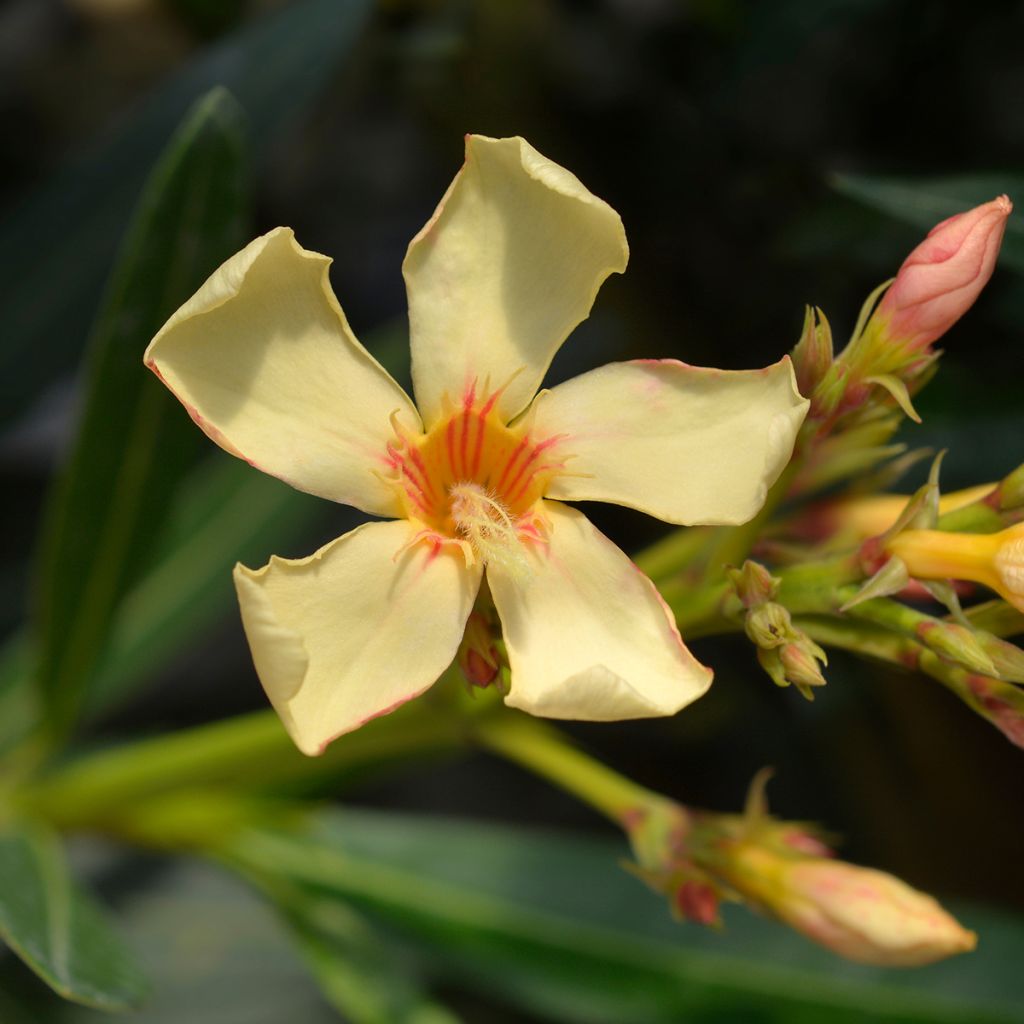 Adlefa amarilla - Nerium oleander Yellow