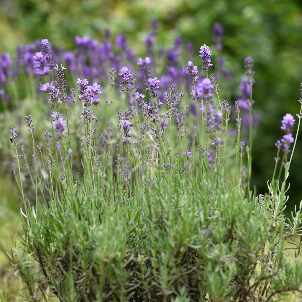 Lavanda - Lavandula officinalis