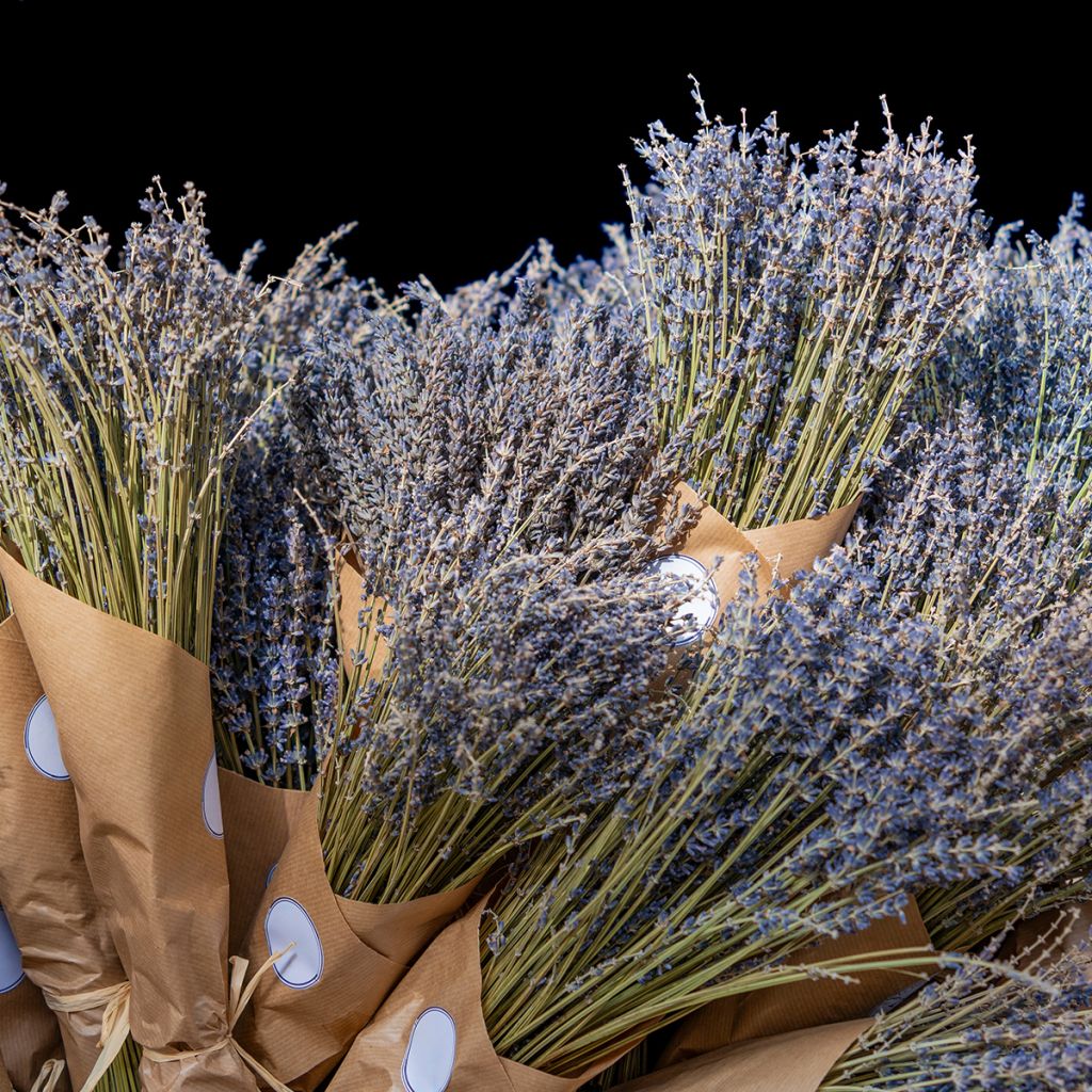 Lavanda - Lavandula officinalis