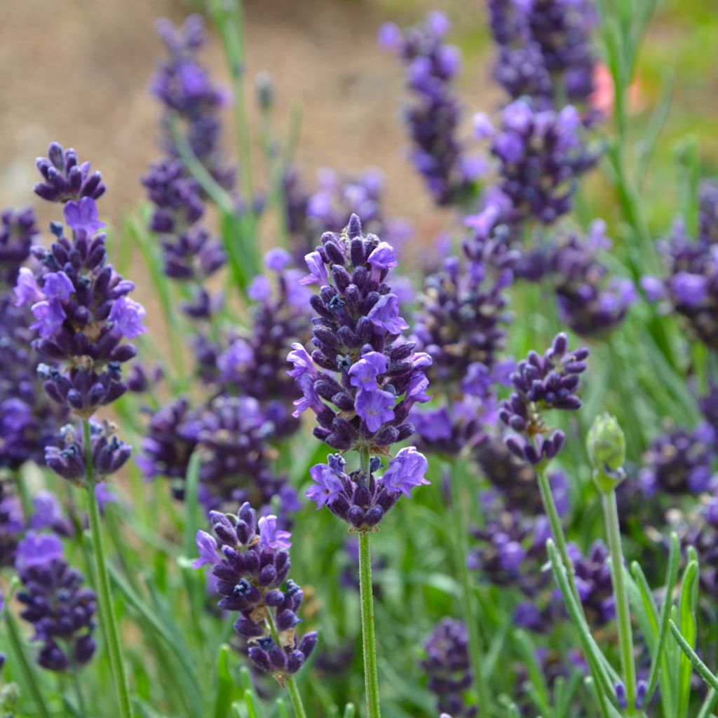 Lavanda - Lavandula officinalis